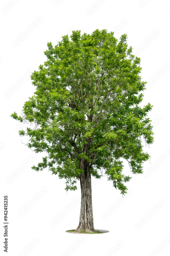 Obraz premium Trees isolated on white background, tropical trees isolated used for design, advertising and architecture