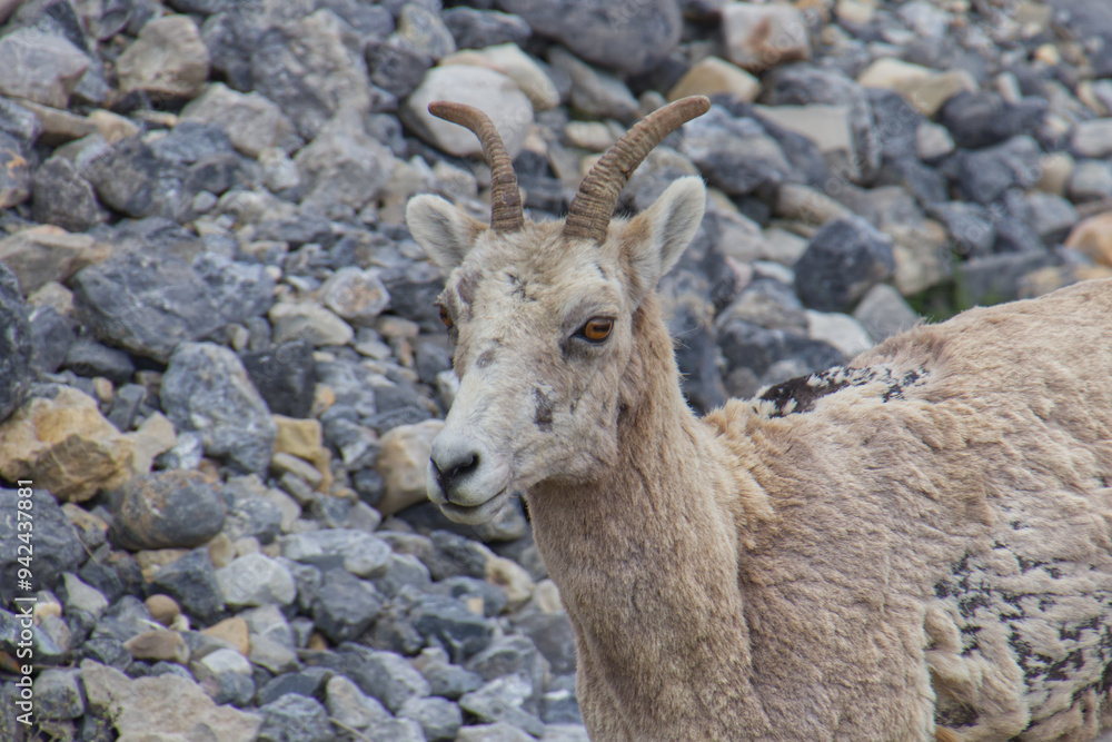 Close up of Bighorn Sheep Close up of Bighorn Sheep