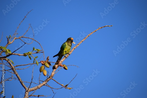 Periquito-rei Eupsittula aurea photo