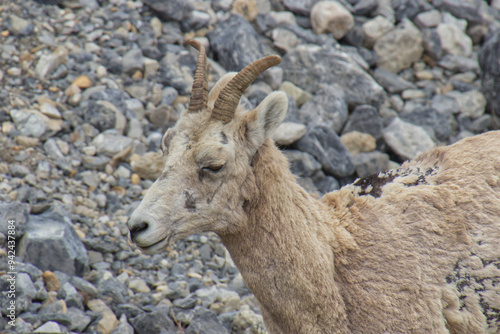 Close up of Bighorn Sheep photo