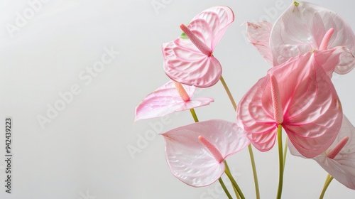 Pink anthurium blooms against a white backdrop