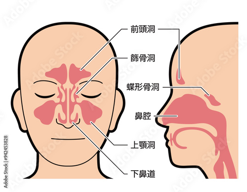 鼻腔　副鼻腔　図解　説明有