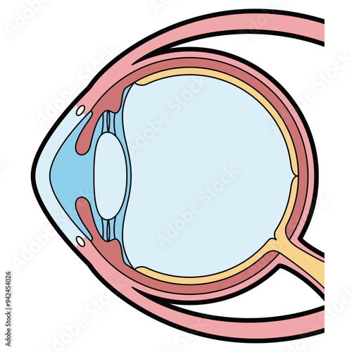 眼球　断面　図解