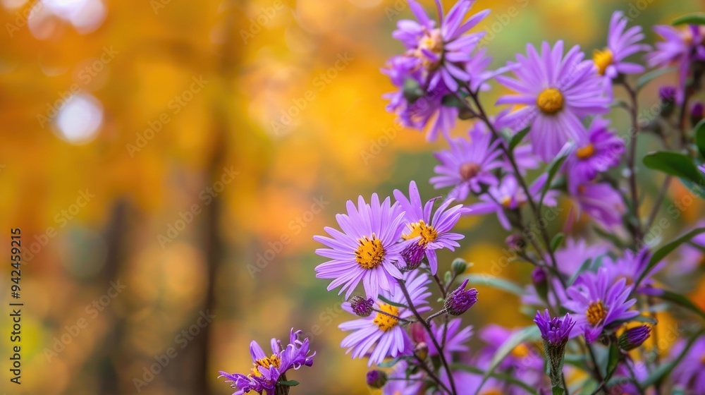 Purple blooms in fall garden Purple blooms in fall garden