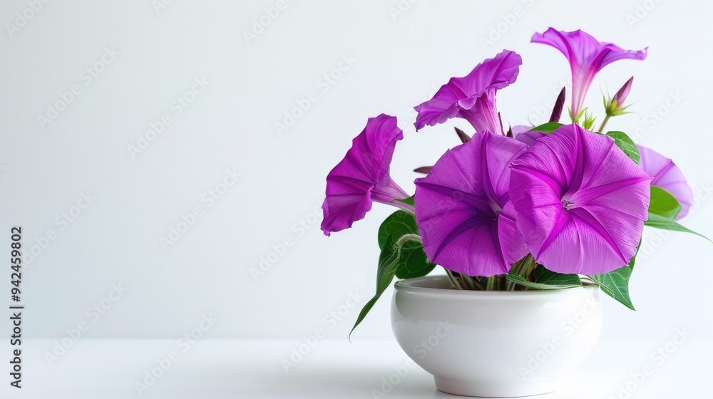 Fototapeta premium Purple morning glory flower blooming in white pot on white background