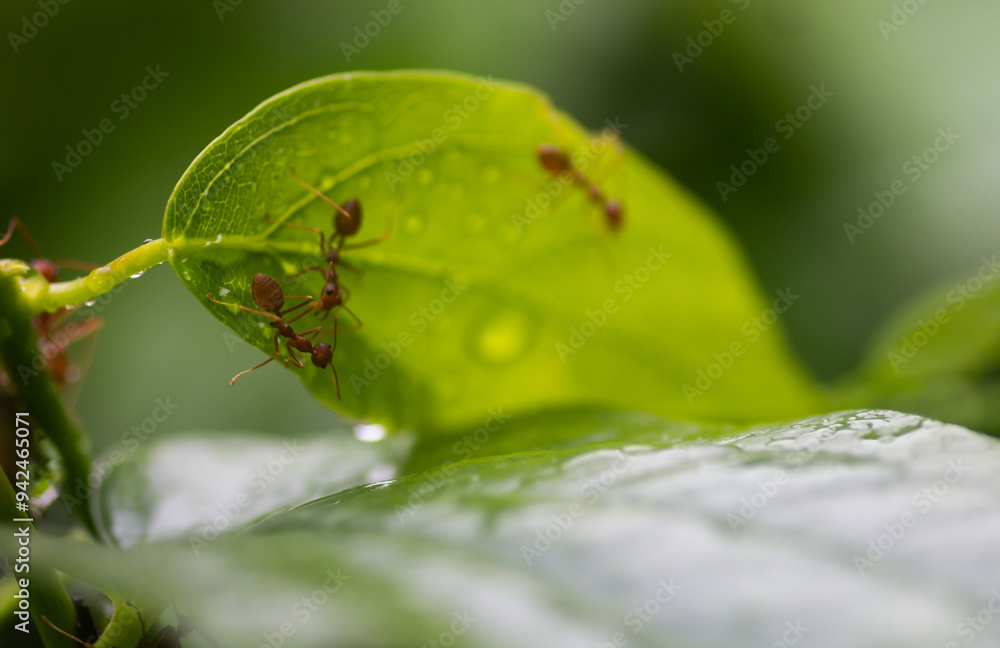 .Red ants cling to the tops of green trees after rain .Red ants cling to the tops of green trees after rain