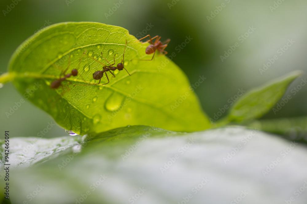 .Red ants cling to the tops of green trees after rain .Red ants cling to the tops of green trees after rain