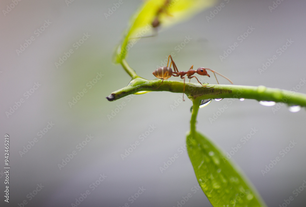 Fototapeta premium Red ants cling to the tops of green trees after rain