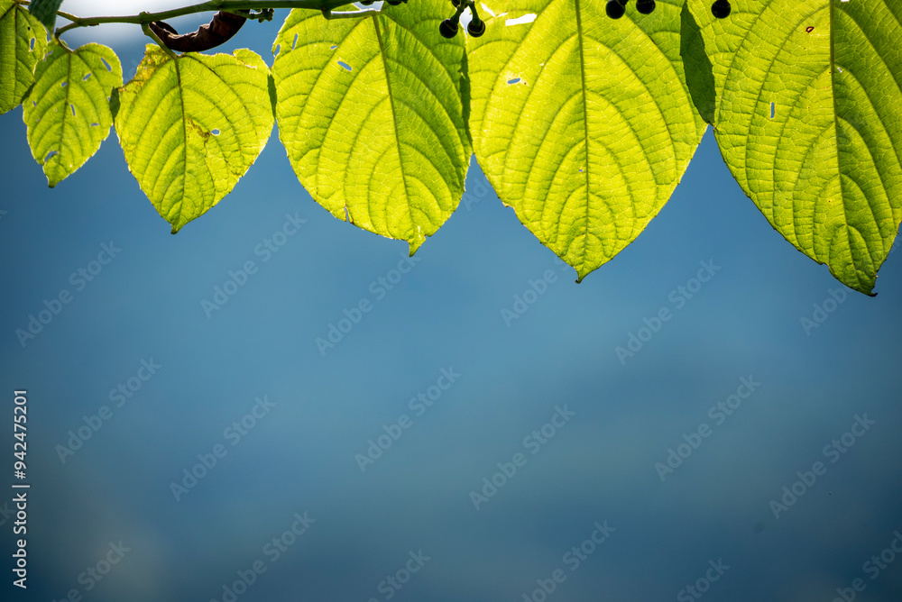 Green leaf background textures ecology garden on tropical rain forest jungle banana leaves palm tree. Greenery bright nature abstract pattern design element. Green eco environment system concept. Green leaf background textures ecology garden on tropical rain forest jungle banana leaves palm tree. Greenery bright nature abstract pattern design element. Green eco environment system concept.