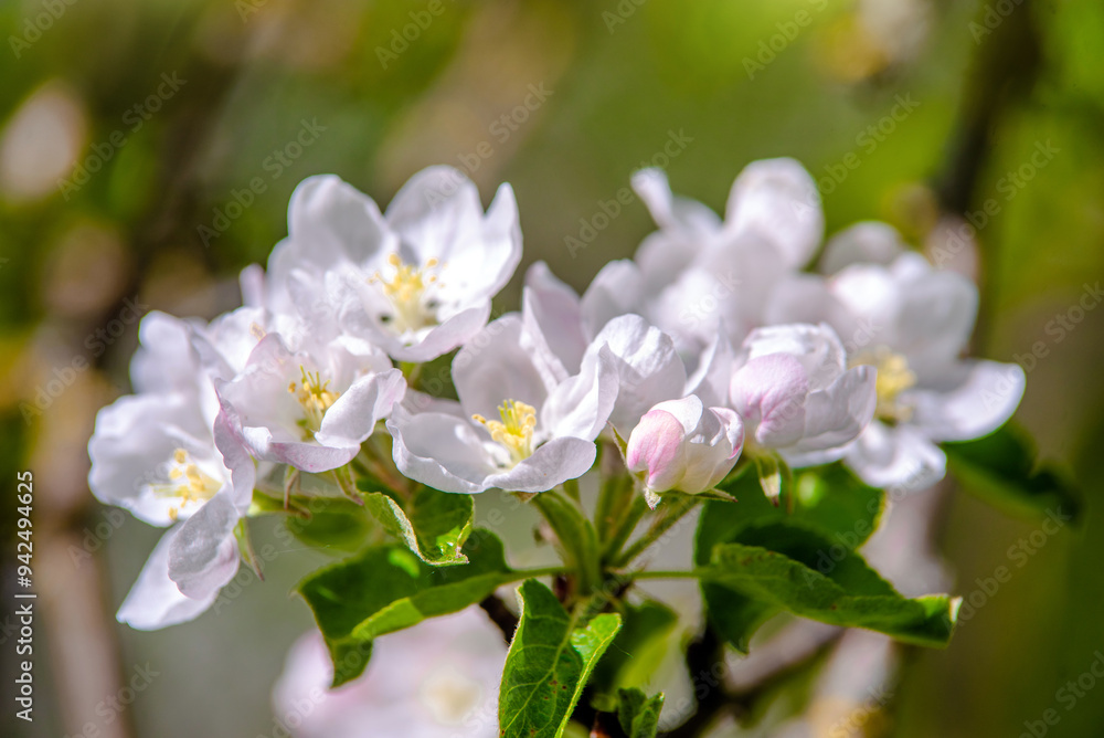 appletree blossom branch in the garden in spring
appletree blossom branch in the garden in spring