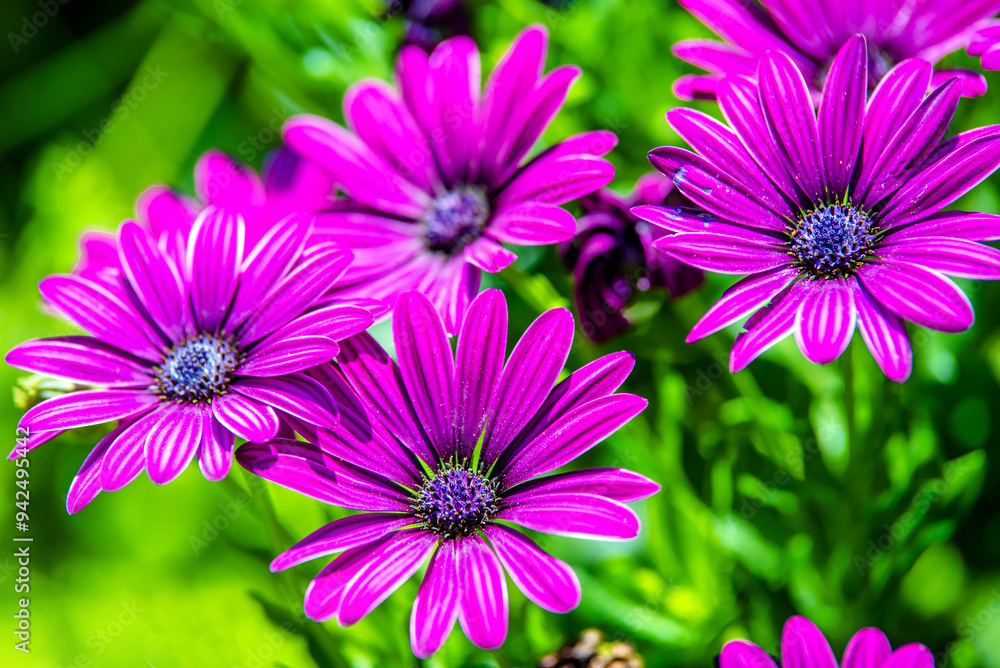 Purple chrysanthemums on a green natural background
Purple chrysanthemums on a green natural background