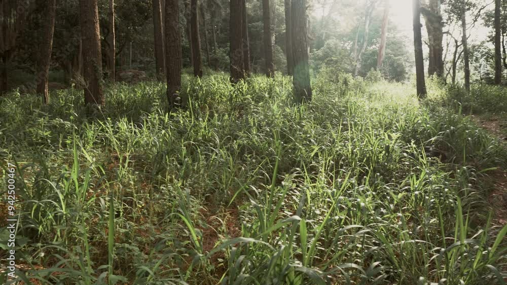 Panning shot of pine woods and tree trunks in Sri Lankan Forest
Panning shot of pine woods and tree trunks in Sri Lankan Forest