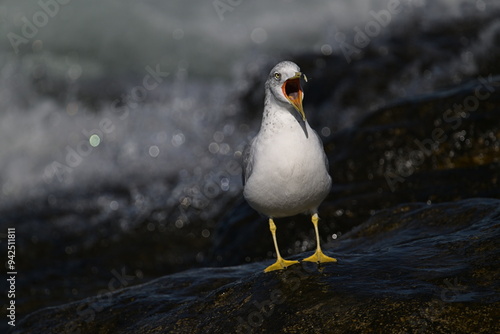 CRY IN TEARS, RING-BILLED GULL