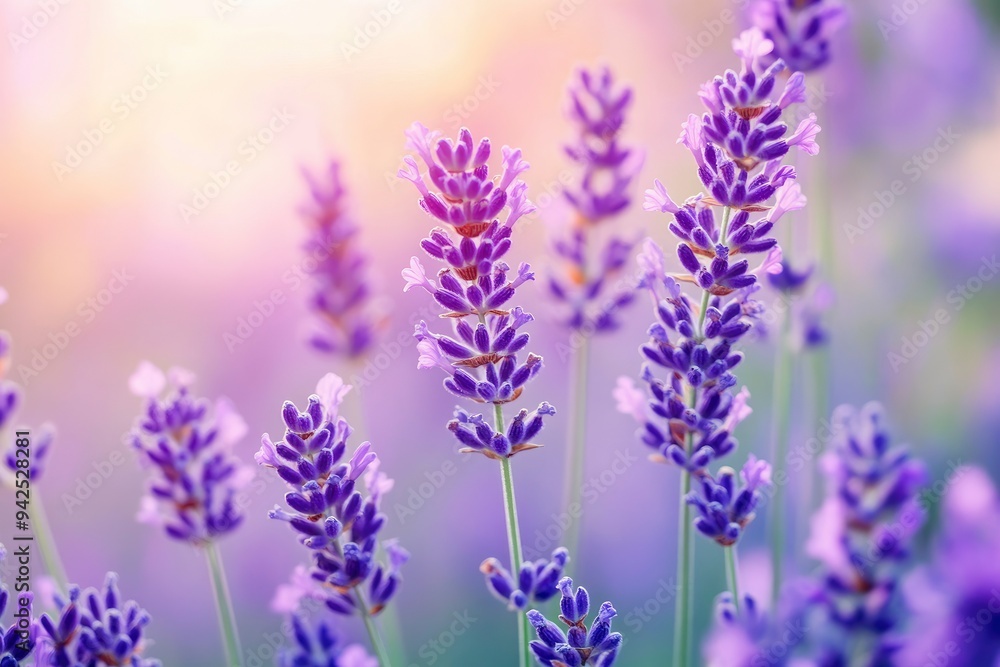 Fototapeta premium Lavender flowers field, soft focus. Beautiful Nature summer Background. Floral Natural Wallpaper with purple Lavender flowers , ai