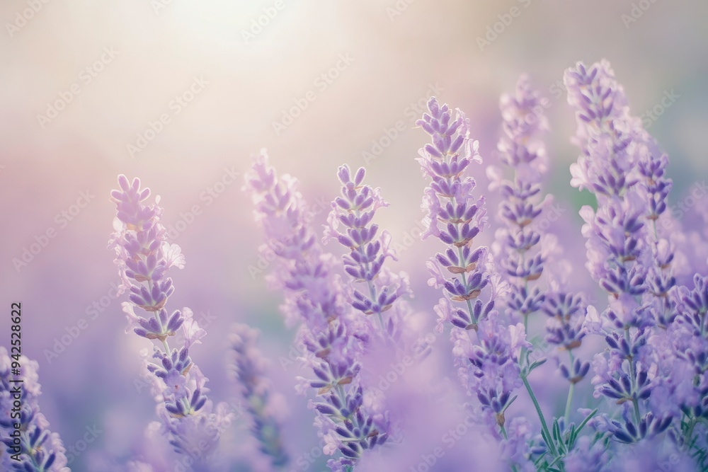 Naklejka premium Lavender flowers field, soft focus. Beautiful Nature summer Background. Floral Natural Wallpaper with purple Lavender flowers , ai