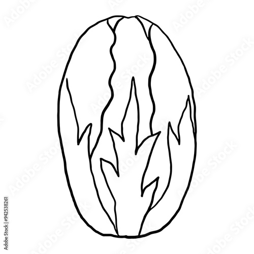 Lettuce Outline  doodle suitable for restaurant or vegetable supermarket illustrations, icons, packaging designs, and other product needs related to processed vegetable foods