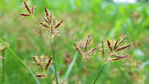 Cyperus esculentus, chufa sedge, nut grass or yellow nutsedge