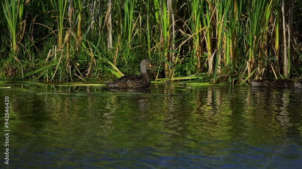 Young Mallard Ducks Resting on a Beautiful Edmonton Lake in the Morning
Young Mallard Ducks Resting on a Beautiful Edmonton Lake in the Morning