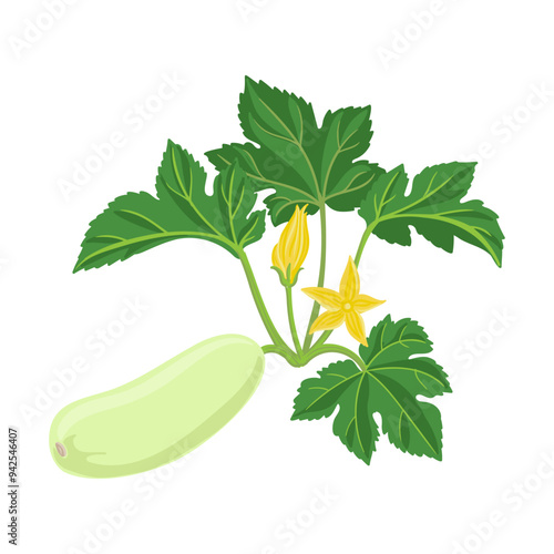 vector drawing plant of zucchini with green leaves and yellow flowers, vegetable at white background, hand drawn illustration