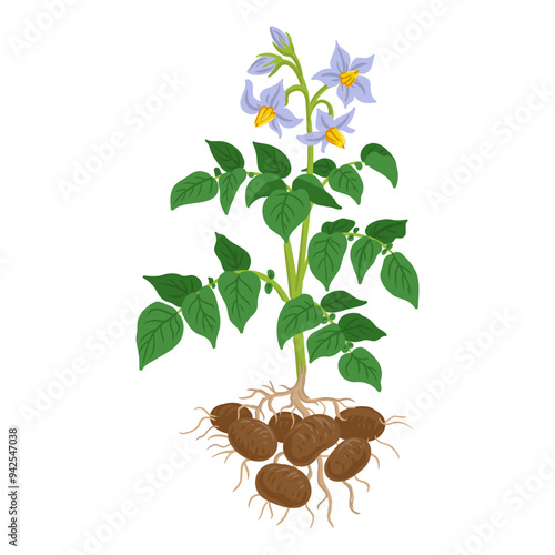 vector drawing plant of potato with roots, green leaves and flowers, vegetable at white background, hand drawn illustration