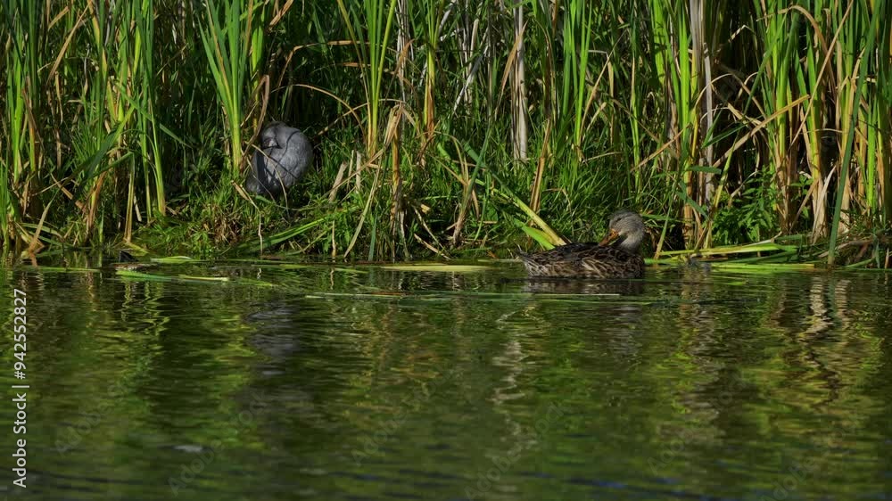 Young Mallard Ducks Resting on a Beautiful Edmonton Lake in the Morning
Young Mallard Ducks Resting on a Beautiful Edmonton Lake in the Morning