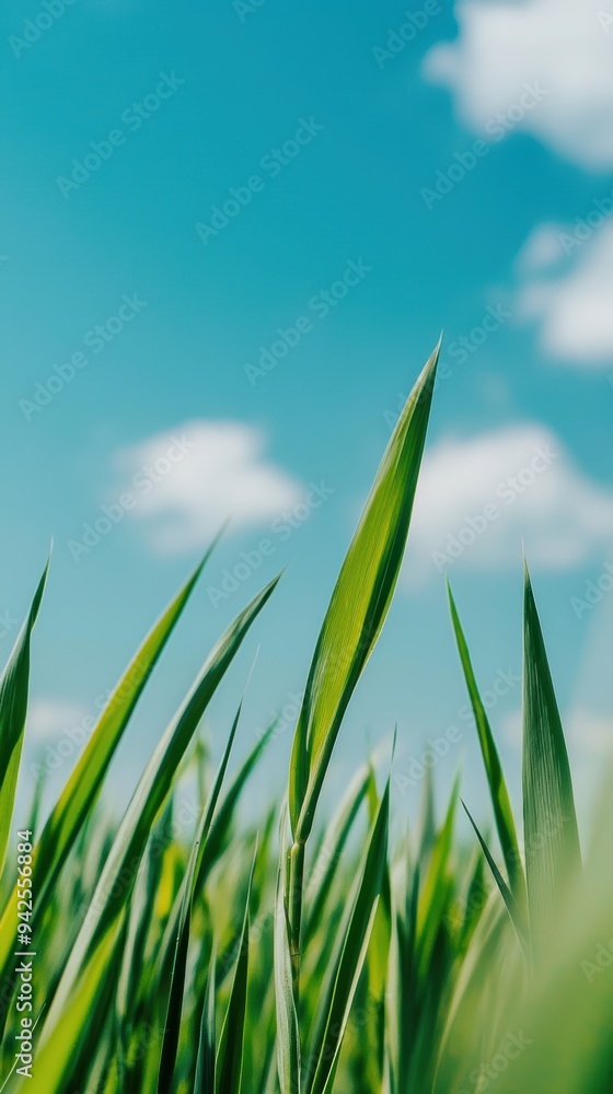 Obraz premium Vibrant Close-Up of Green Grass with Bright Blue Sky and White Clouds in Summer Day