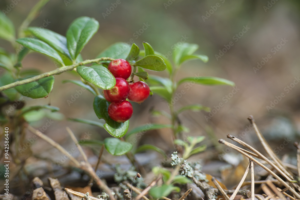 Obraz premium Lingonberry plants with red berries in a forest setting, surrounded by moss and foliage