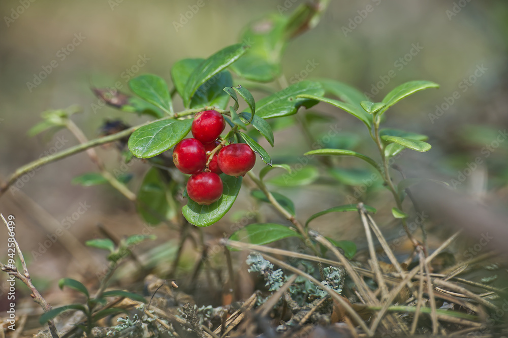 Close-up of vibrant red lingonberries growing on a branch in a natural outdoor setting Close-up of vibrant red lingonberries growing on a branch in a natural outdoor setting