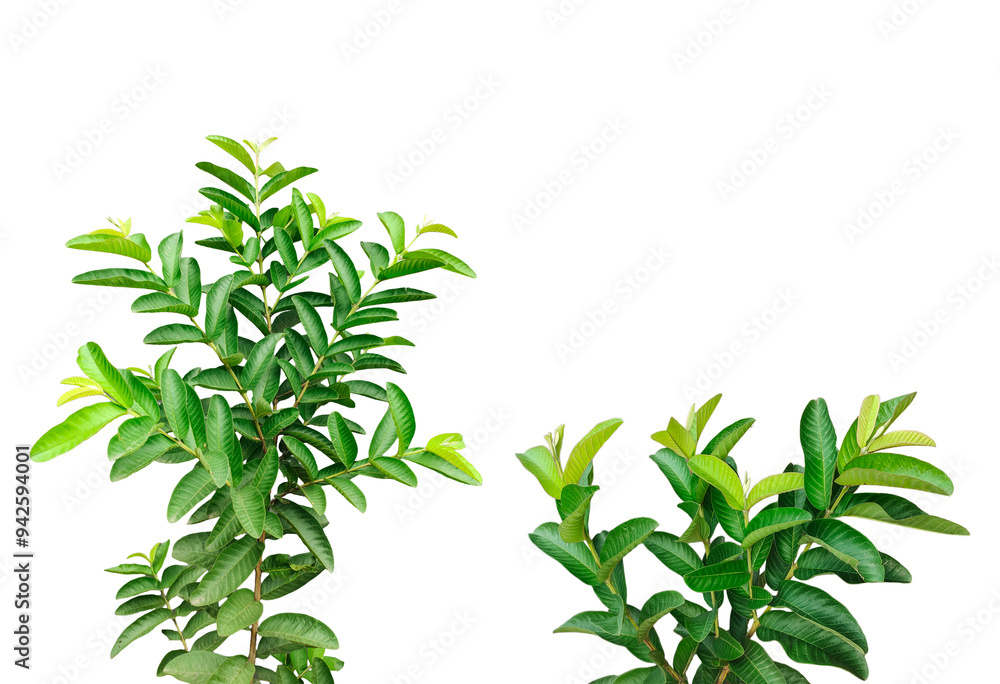 green guava leaf isolated on white background, a plant with green guava leaves set and a transparent background, a plant with green leaves on a white background green guava leaf isolated on white background, a plant with green guava leaves set and a transparent background, a plant with green leaves on a white background