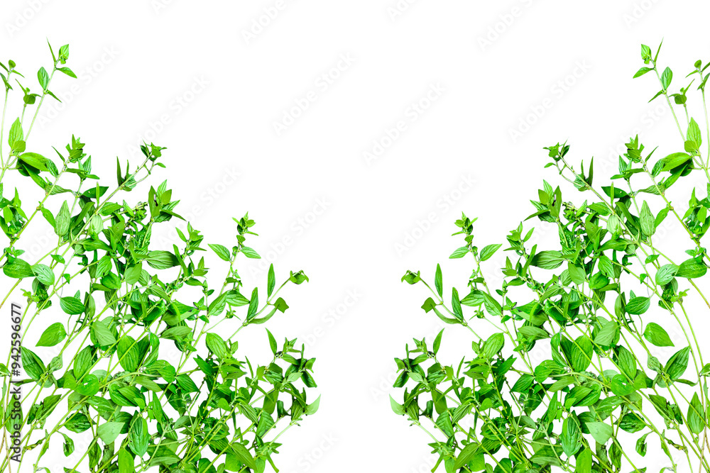 green leaves frame, green grass frame, green leaves frame, green grass border, a green fern with green leaves mockup on a png transparent background, two green plants hanging from a branch, green fern green leaves frame, green grass frame, green leaves frame, green grass border, a green fern with green leaves mockup on a png transparent background, two green plants hanging from a branch, green fern