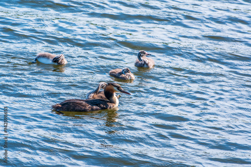 The waterfowl bird, great crested grebe with chick, swimming in the lake.