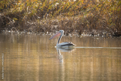 Pelican on the Maranoa River photo