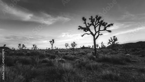A black and white photo of Joshua Trees in silhouette in the Joshua Tree National Forest