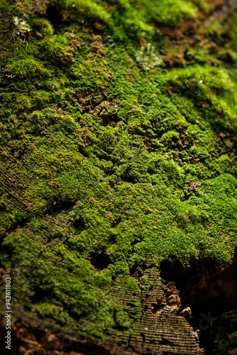 green moss on the stone