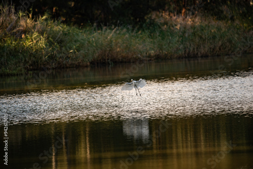 White Crane flying over a river