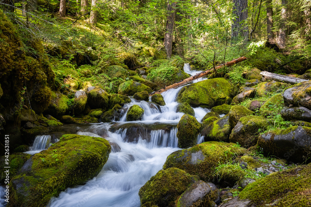 A cascading creek flows merrily through a lush rain forest in Oregon. A cascading creek flows merrily through a lush rain forest in Oregon.
