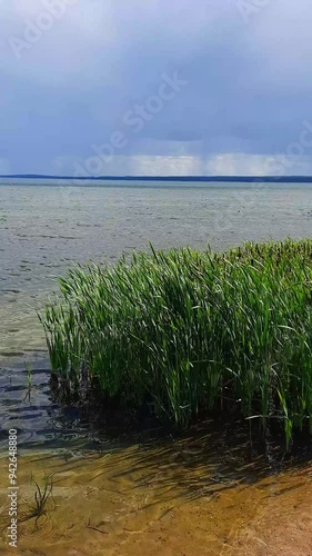thunderstorm on the lake. summer, thunderstormy weather. reeds on the shore