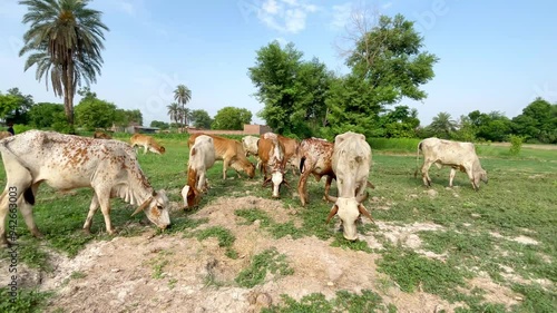 Close-Up of Pakistani and Australian Cows Grazing on Farm - Kandhari Cows, Dairy Animals in Green Fields. 4k video. photo