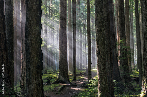 The light breaks through the trees on the Dungeoness trail in the Olympic national park