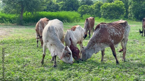 Close-Up of Pakistani and Australian Cows Grazing on Farm - Kandhari Cows, Dairy Animals in Green Fields. 4k video. photo