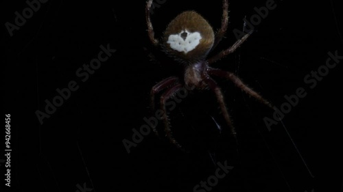 A crowned orb weaver spider, also known as a European garden spider, Brown spider on web in the night. Spider looking for food during dark night. photo