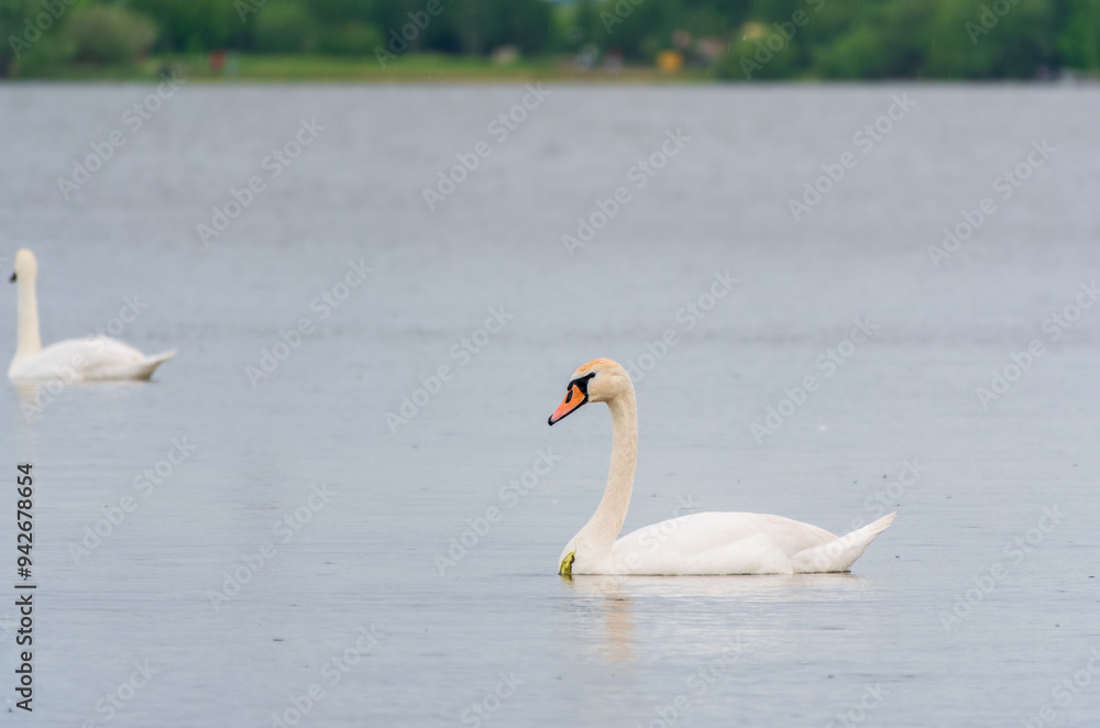 Two Graceful white Swans swimming in the lake, swans in the wild Two Graceful white Swans swimming in the lake, swans in the wild