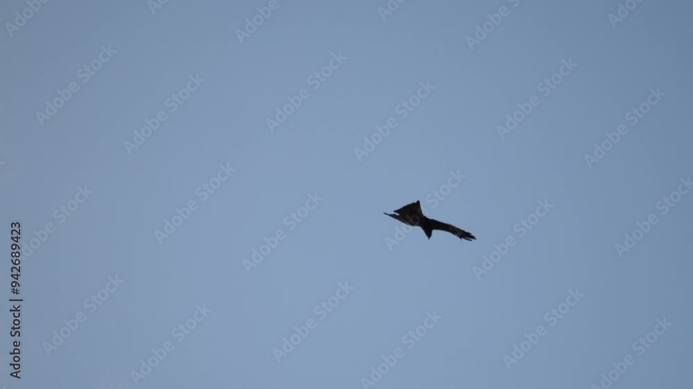 An eagle flying in the clear blue sky, kite bird in search of prey. An eagle flying in the clear blue sky, kite bird in search of prey.