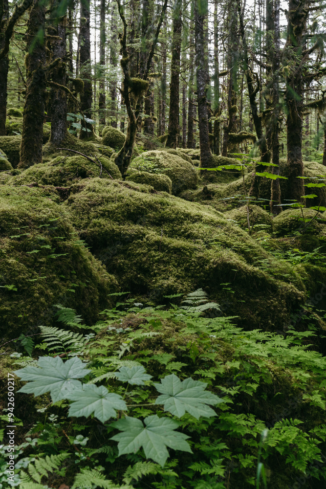 Mossy overgrown forest at Mendenhall Glacier in Tongass National Forest in Juneau Alaska Mossy overgrown forest at Mendenhall Glacier in Tongass National Forest in Juneau Alaska