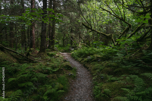 Wallpaper Mural Hiking trail at Mendenhall Glacier in Tongass National Forest in Juneau Alaska Torontodigital.ca