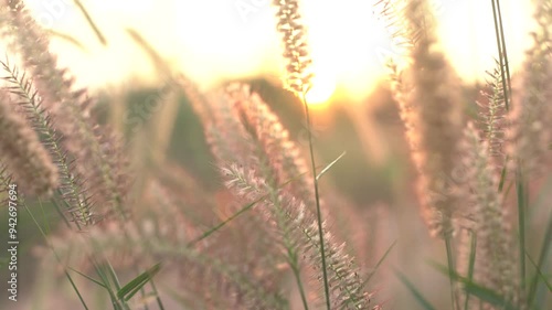 golden wheat field at sunset
