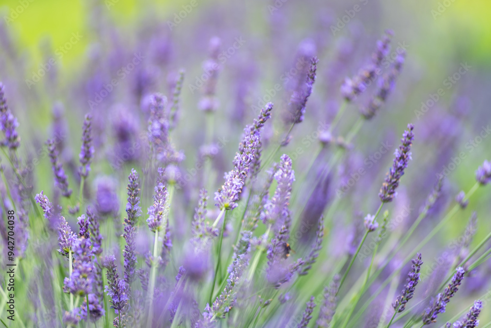 Selective focus on purple lavender flowers on blur background. Lavender field under the sunset, summer in Poland. Selective focus on purple lavender flowers on blur background. Lavender field under the sunset, summer in Poland.
