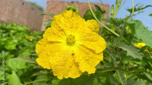 4k footage of Sponge gourd flower. Sponge gourd flower. Yellow Sponge gourd flower against green leaves. Luffa aegyptiaca, the sponge gourd, Egyptian