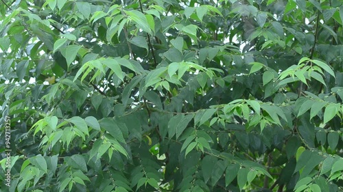 Small white flowers with green leaves shining in the sunlight.