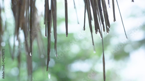 Rain drops down from the grass